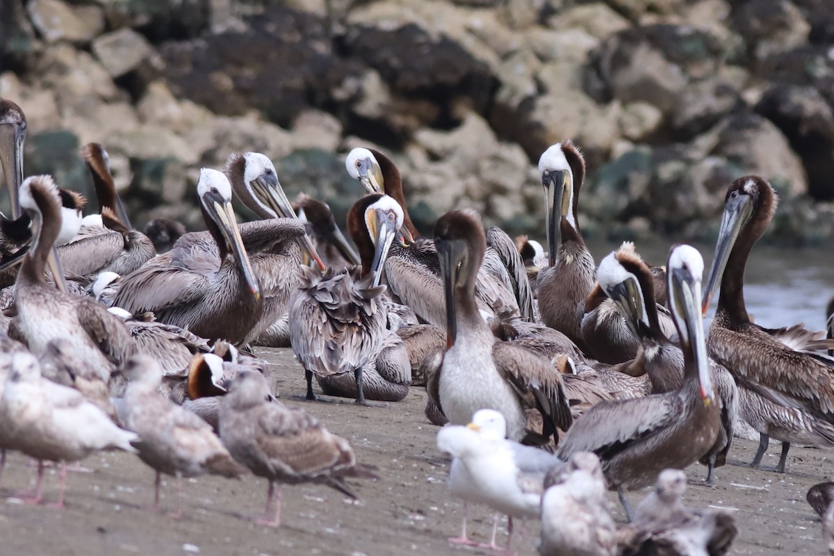 Brown Pelican - ML619210179