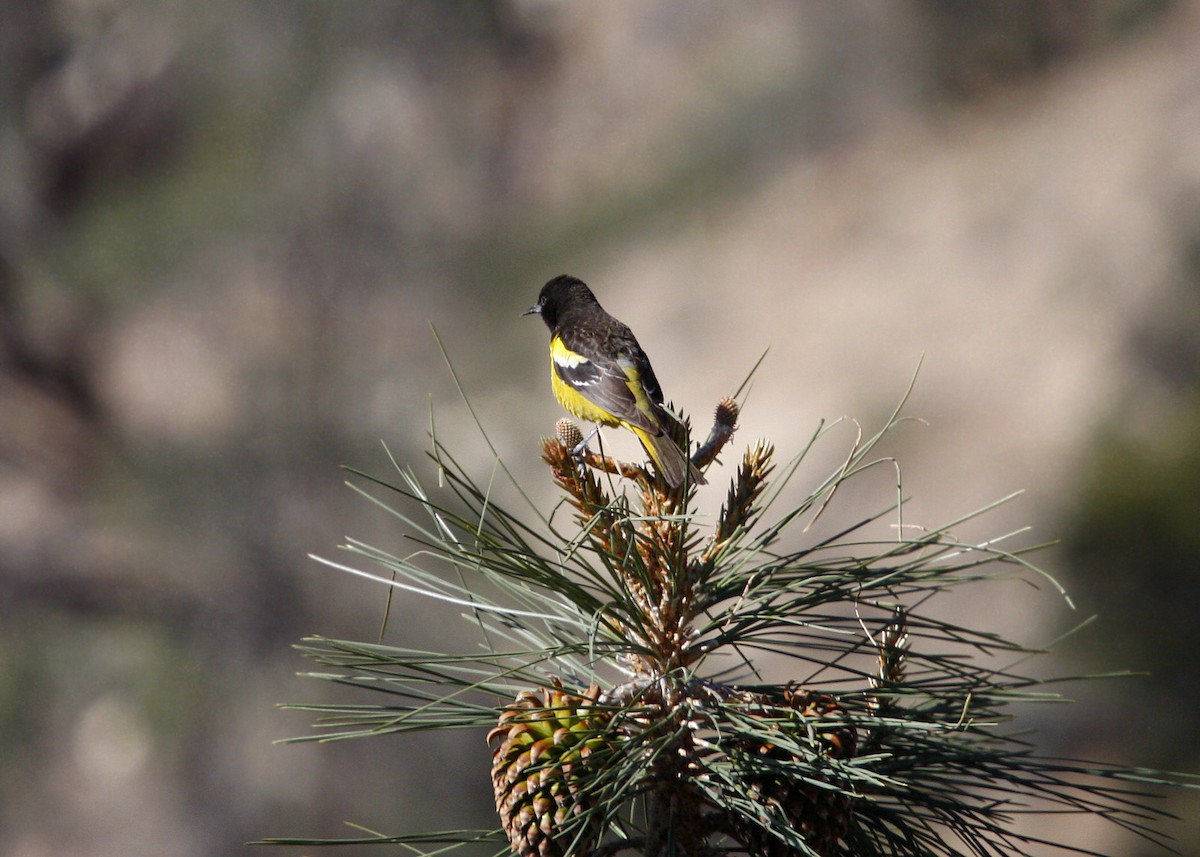 Scott's Oriole - ML619210205