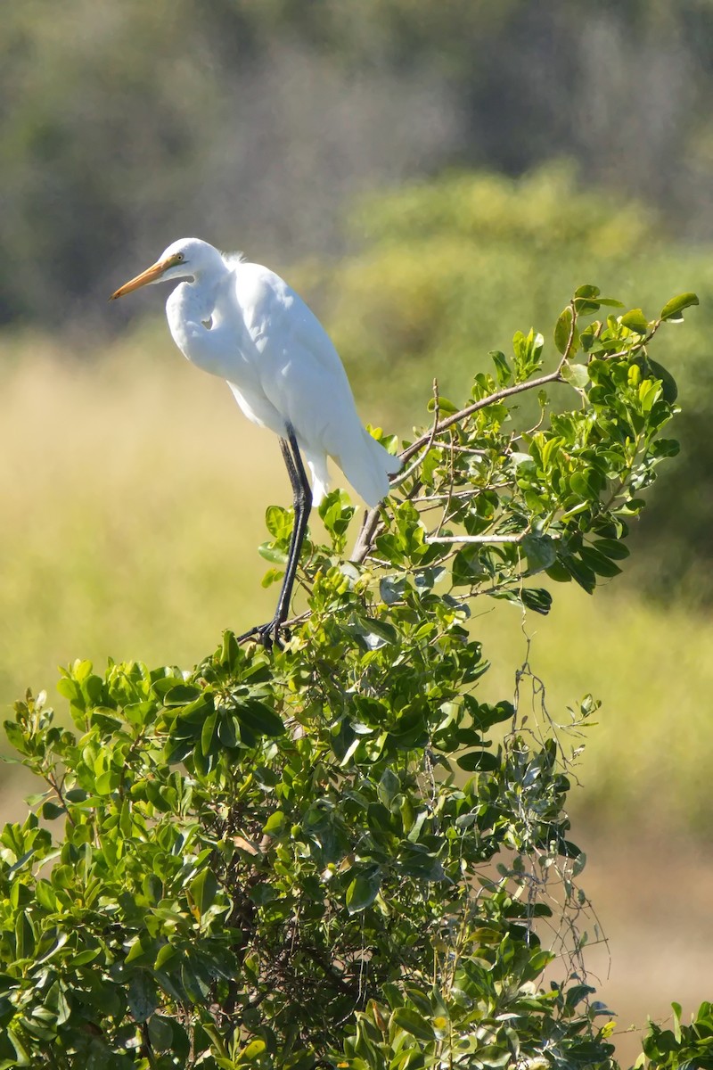 Great Egret - Ed Pierce