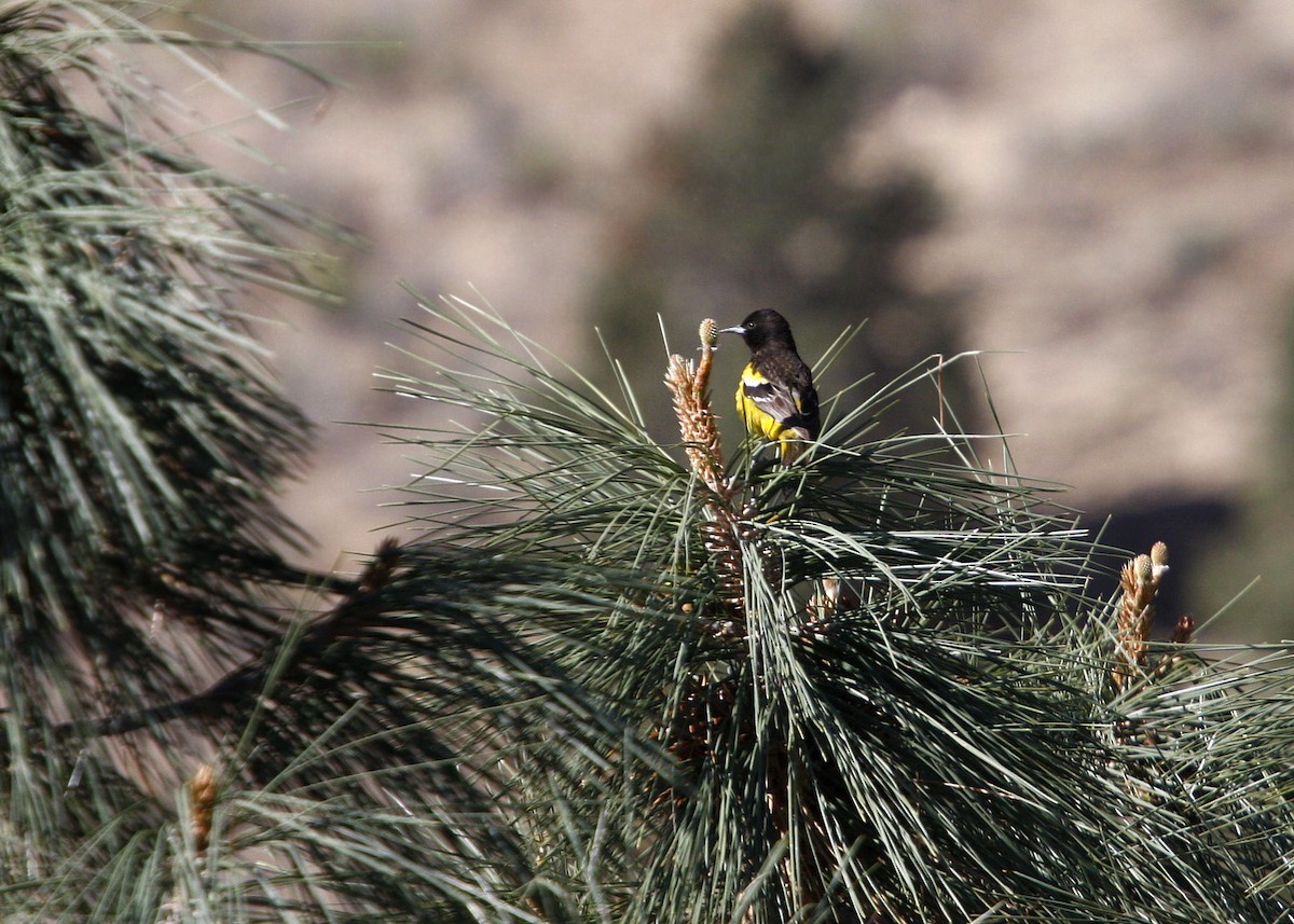 Scott's Oriole - ML619210216