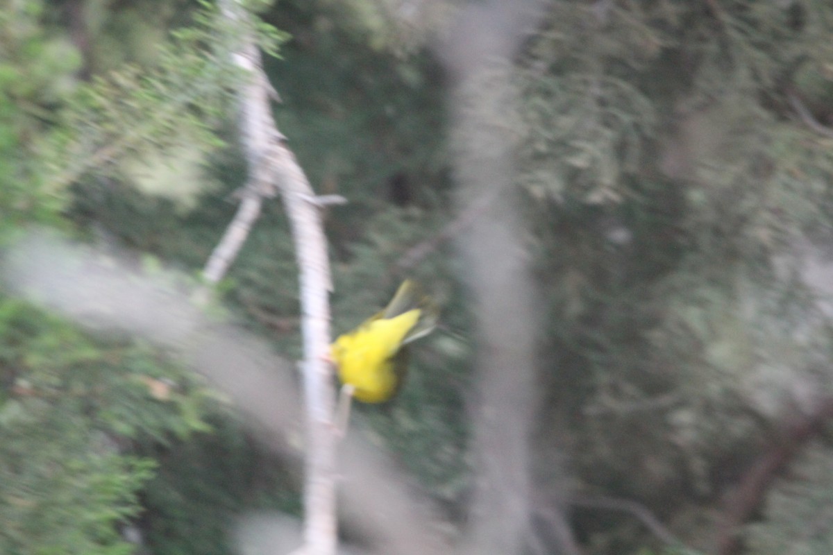 Kentucky Warbler - ML619210217