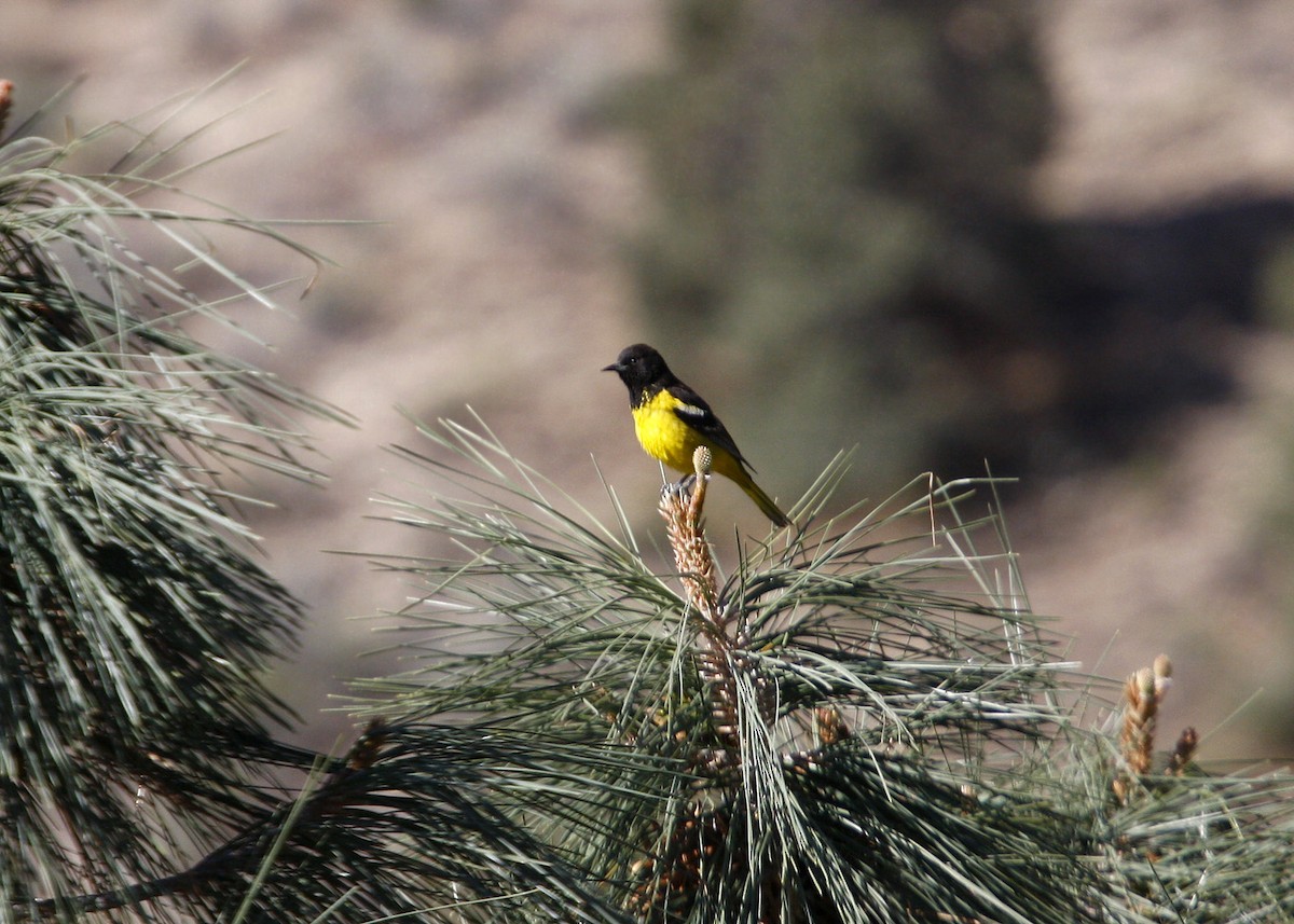 Scott's Oriole - ML619210218