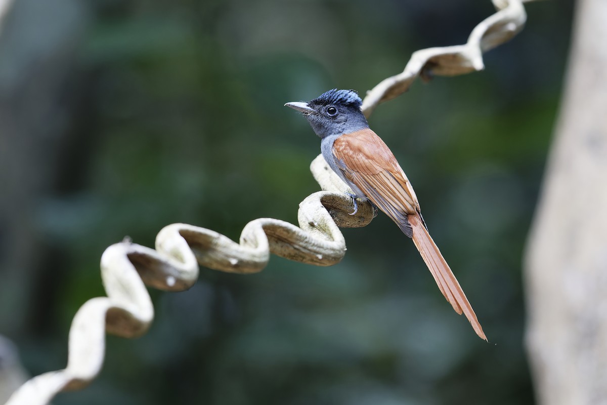 Blyth's Paradise-Flycatcher - Se Chea