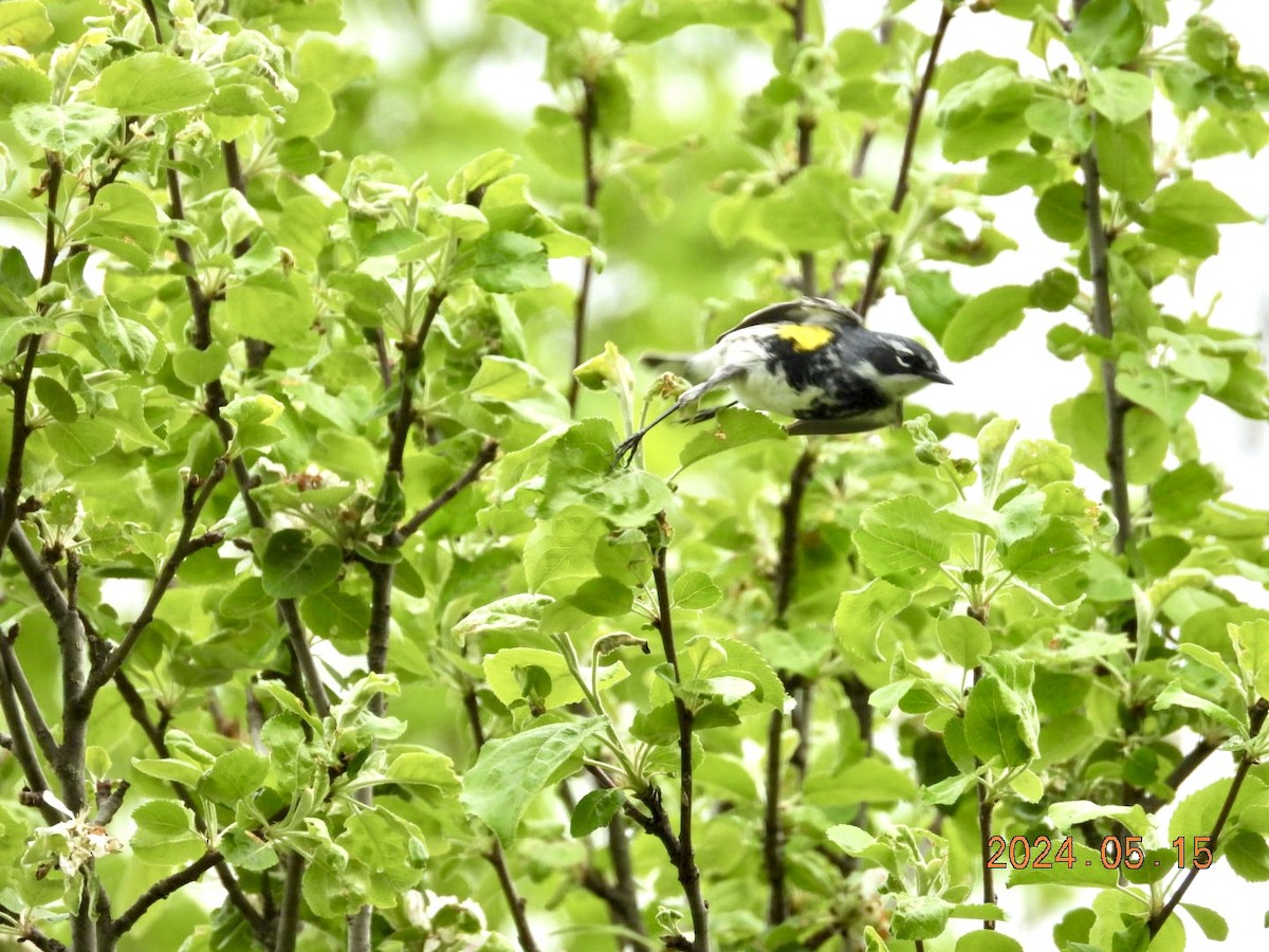 Yellow-rumped Warbler - ML619210228