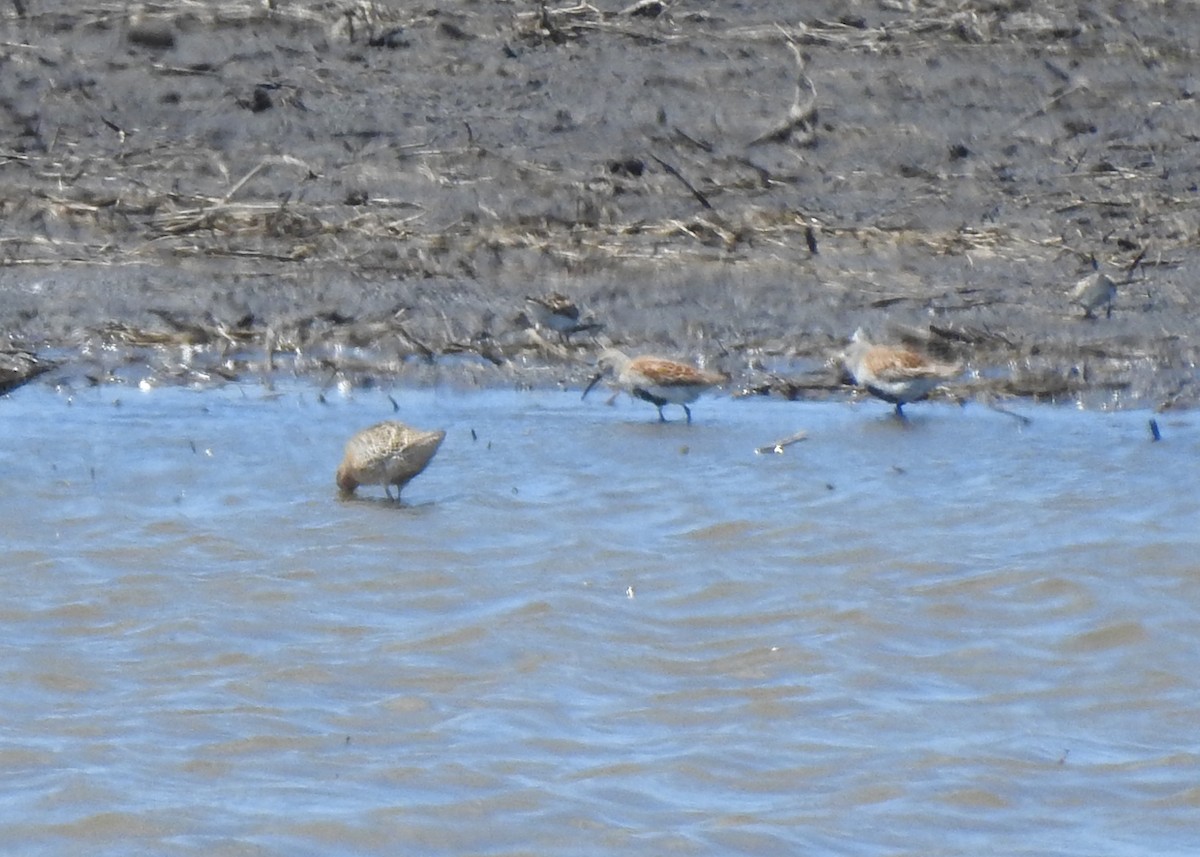 Dunlin - ML619210237