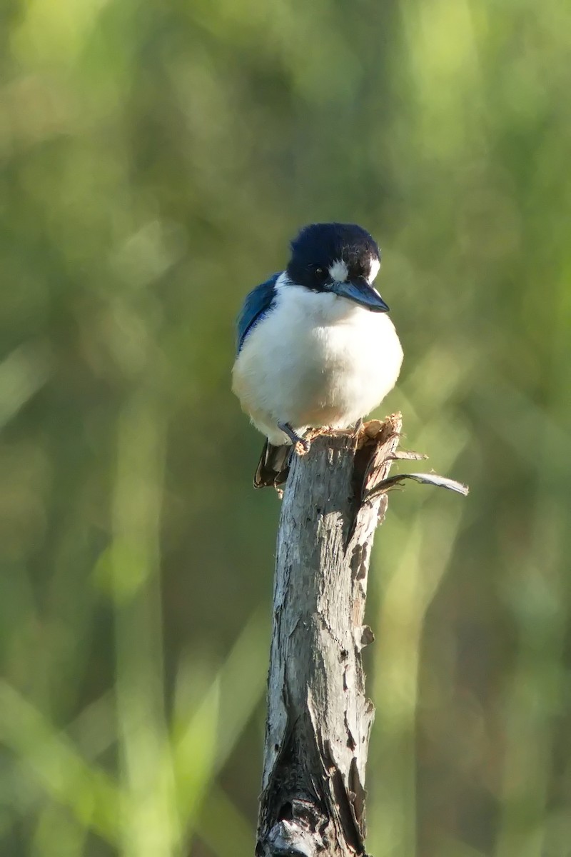 Forest Kingfisher - Ed Pierce