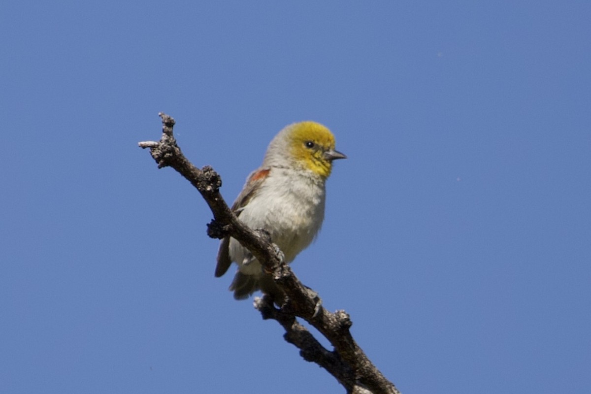 Verdin - Robert Snider