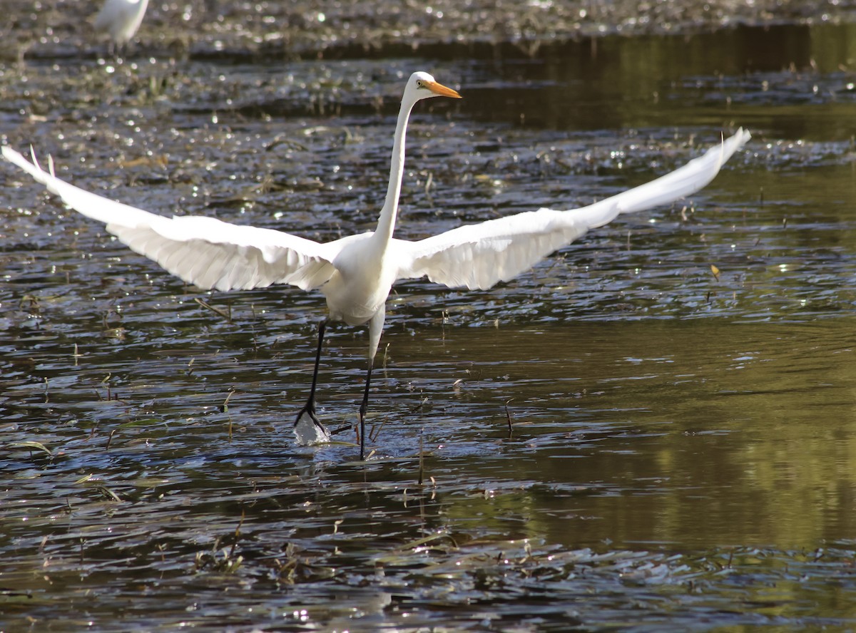 Great Egret - Shane Jasiak