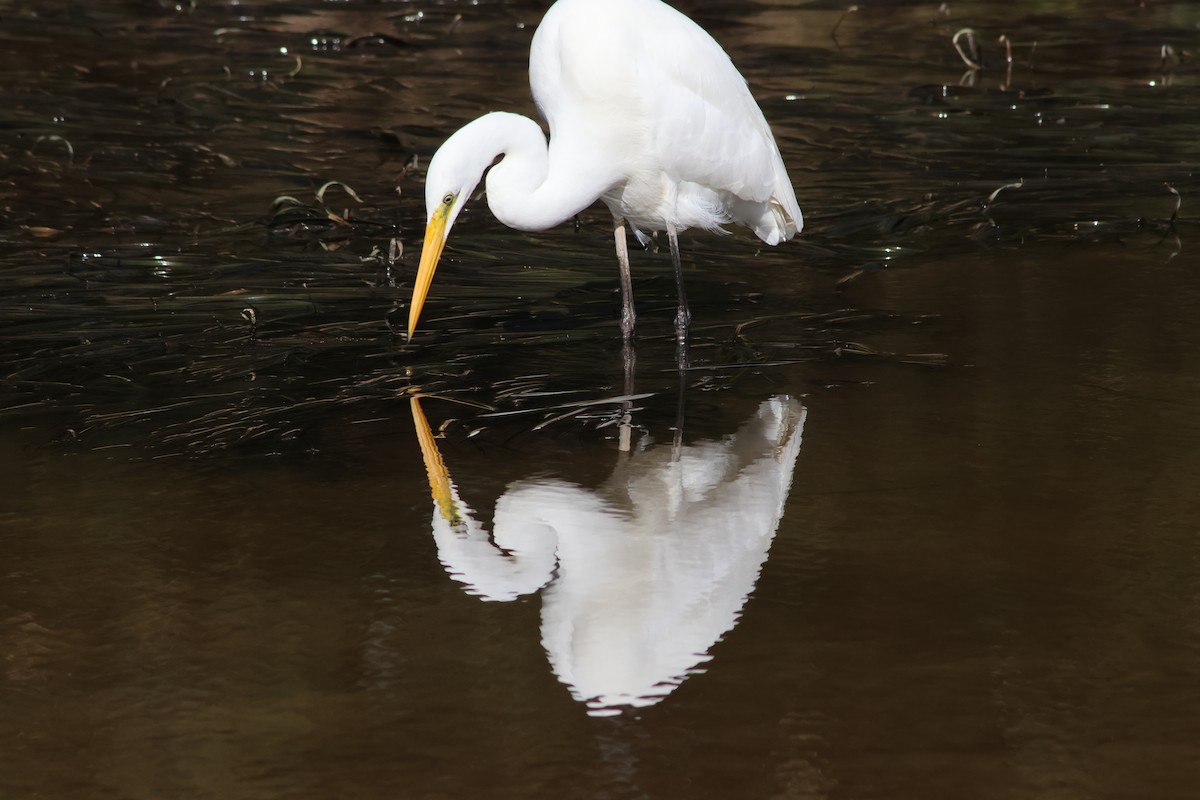 Great Egret - Shane Jasiak