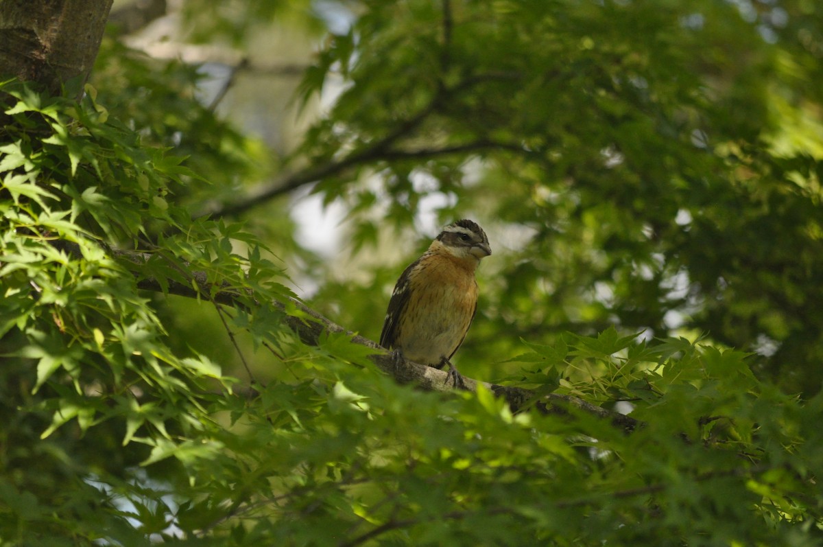 Black-headed Grosbeak - Samuel Rodgers