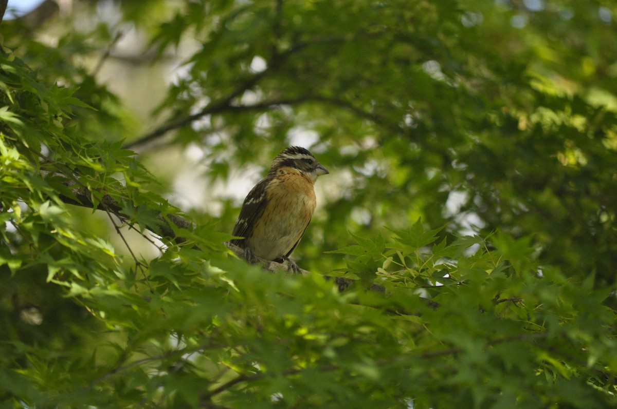 Black-headed Grosbeak - Samuel Rodgers