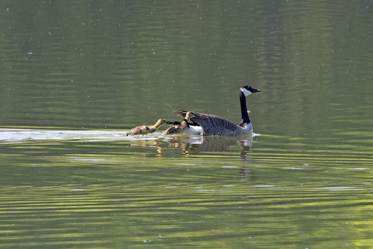 Canada Goose - Edith Auchter