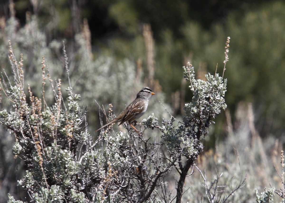 White-crowned Sparrow - ML619210273