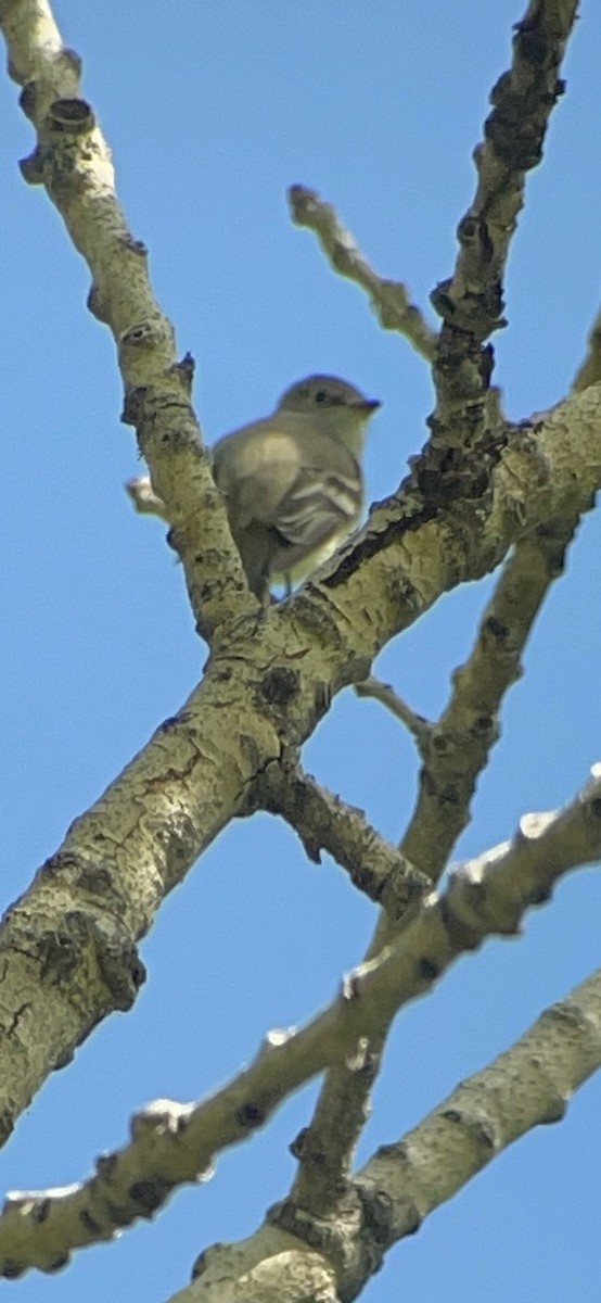 Least Flycatcher - Beth  Cottam