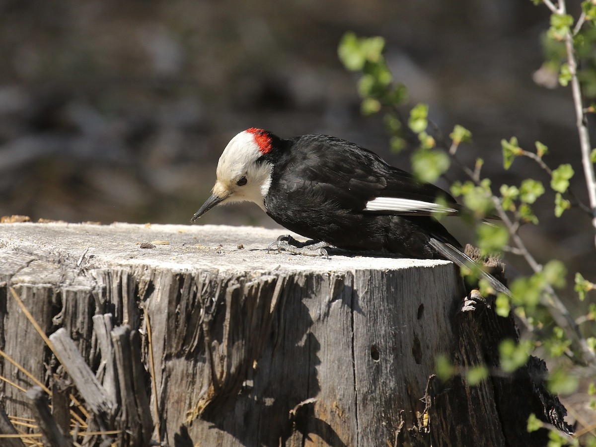 White-headed Woodpecker - Russ Morgan