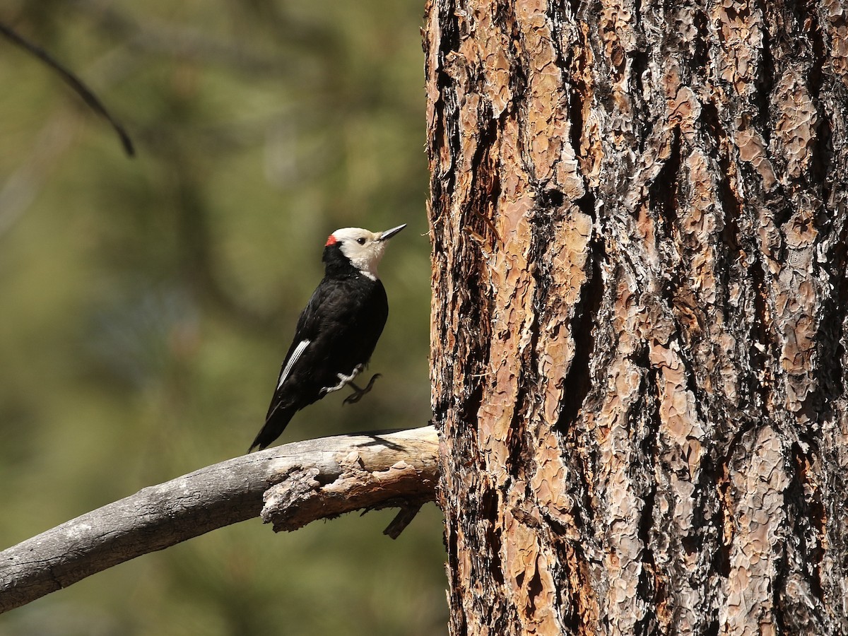 White-headed Woodpecker - Russ Morgan
