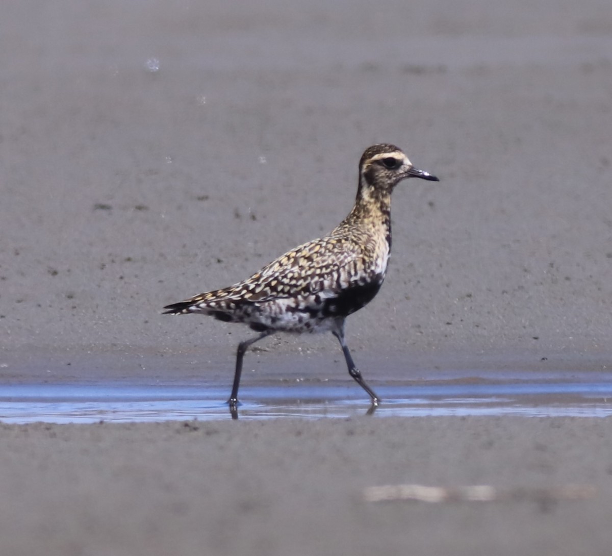 Pacific Golden-Plover - Grace Thornton