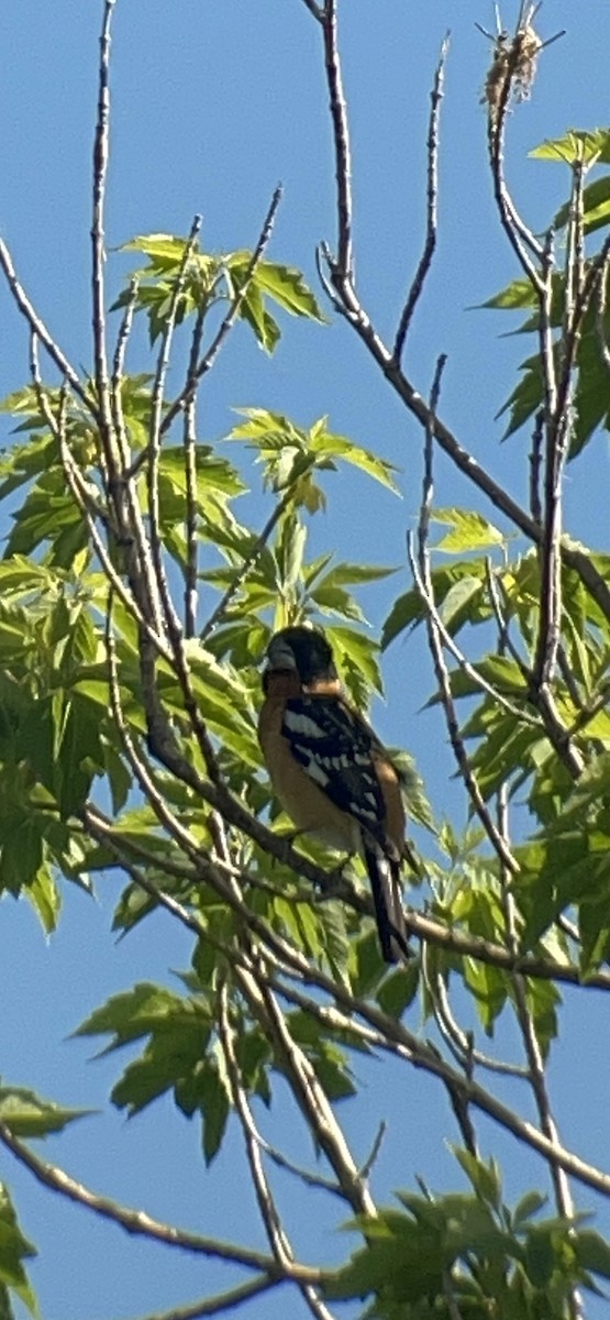 Black-headed Grosbeak - Beth  Cottam