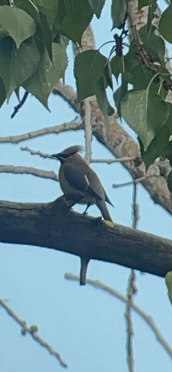 Cedar Waxwing - ML619210315