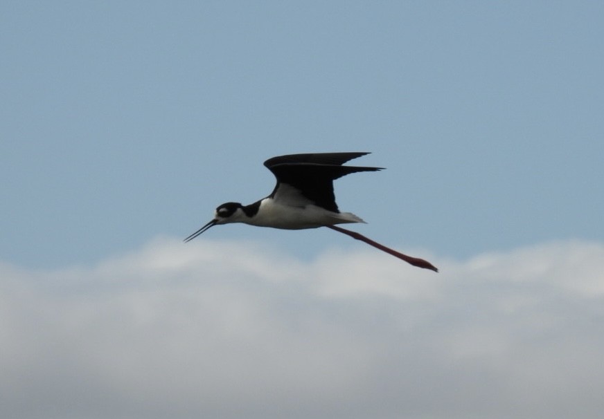 Black-necked Stilt - ML619210320