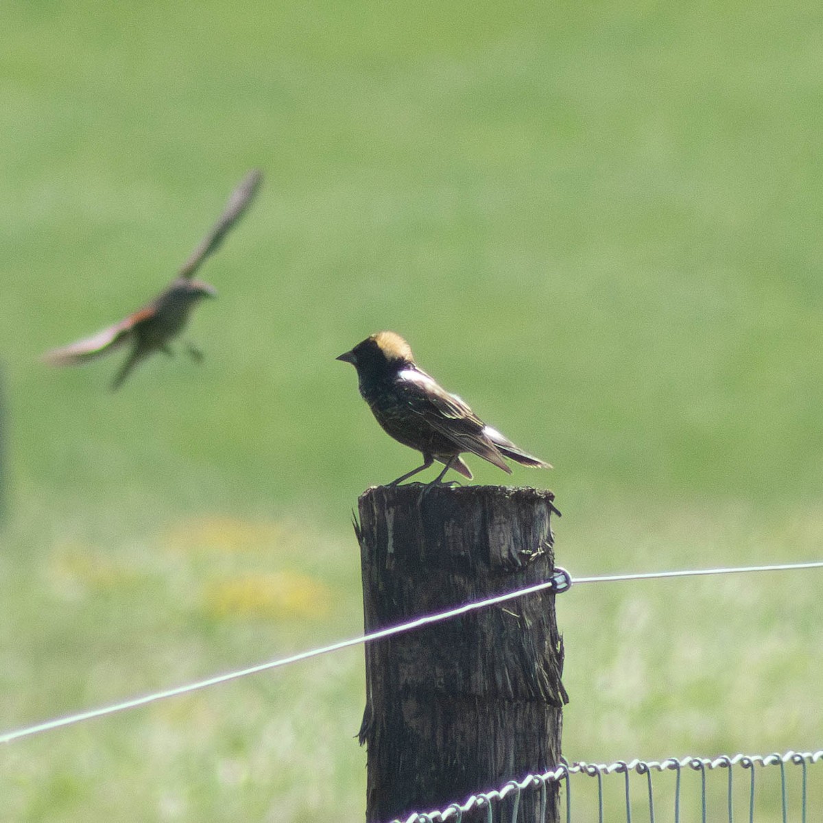 bobolink americký - ML619210333