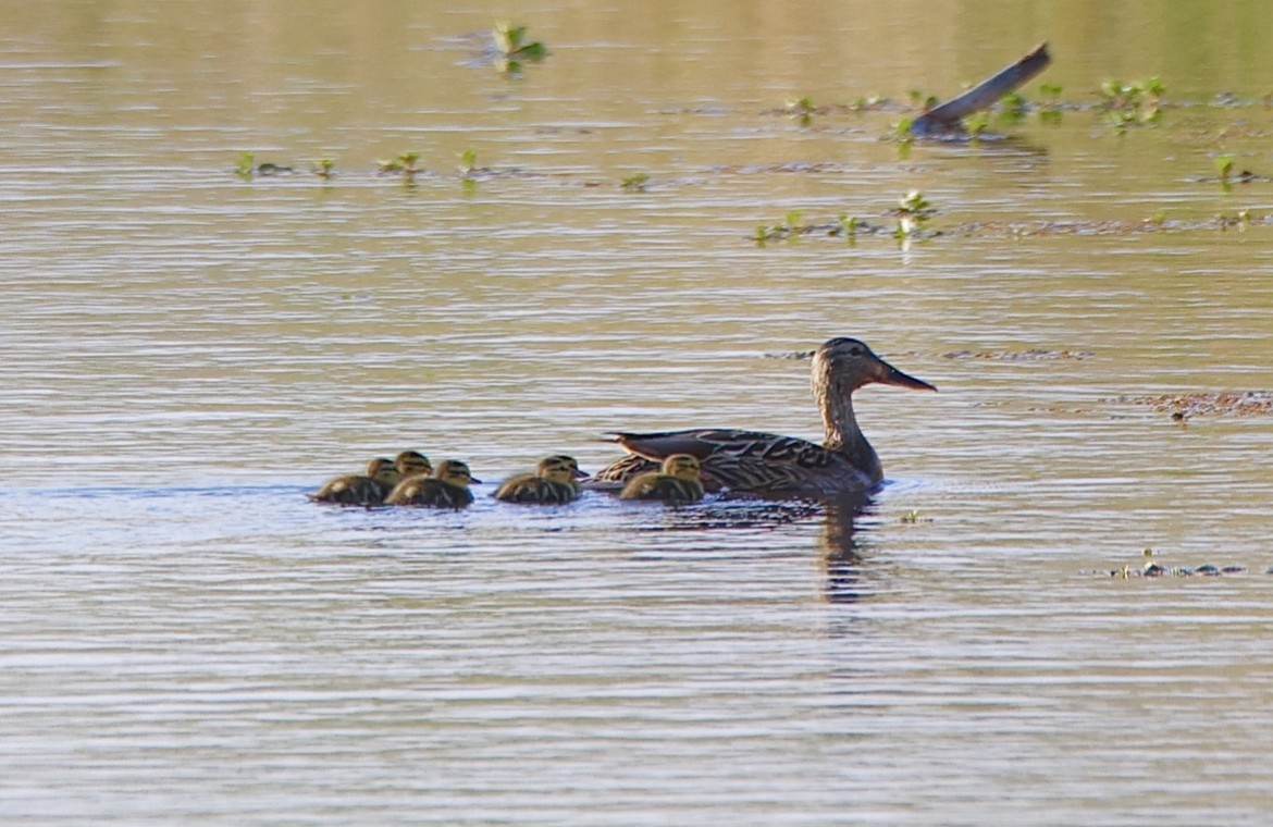 Canard colvert - ML619210340