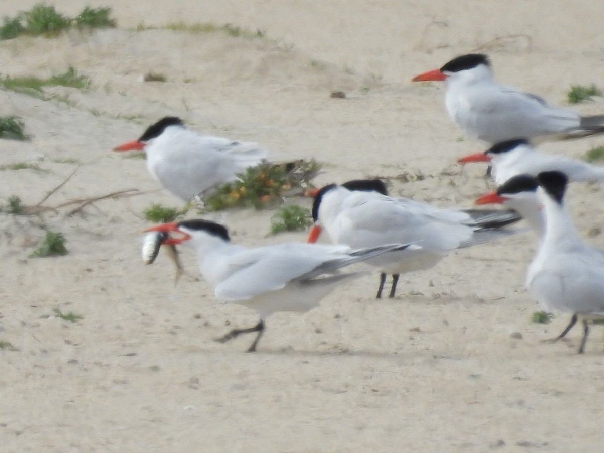 Caspian Tern - Patti Northam