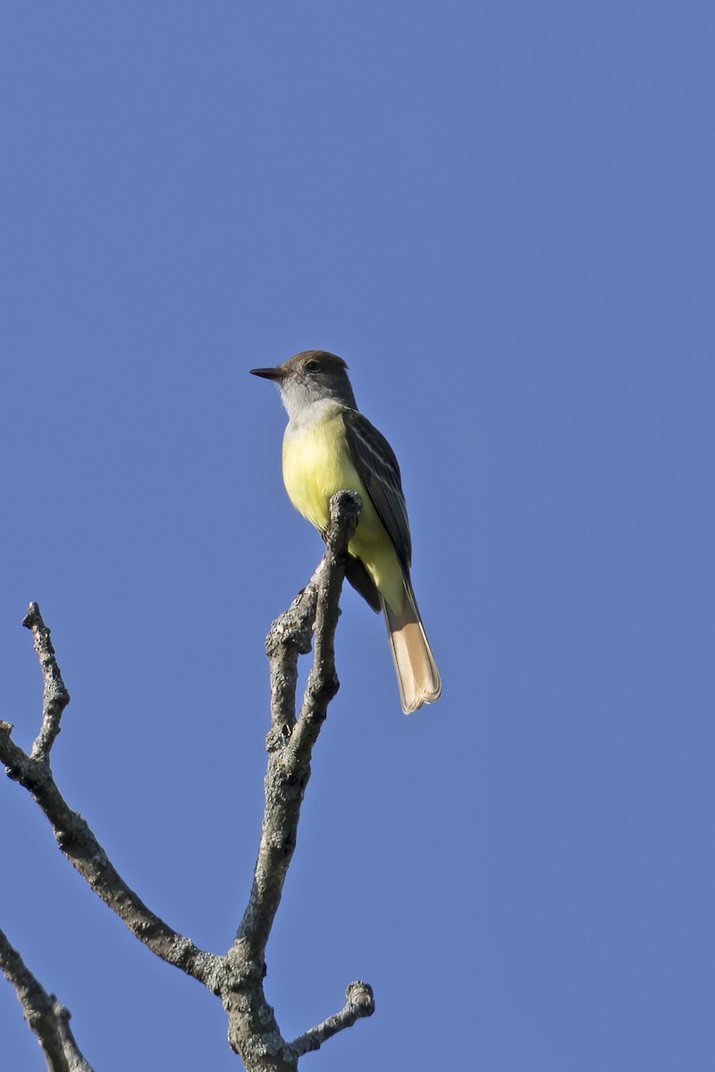 Great Crested Flycatcher - Edith Auchter