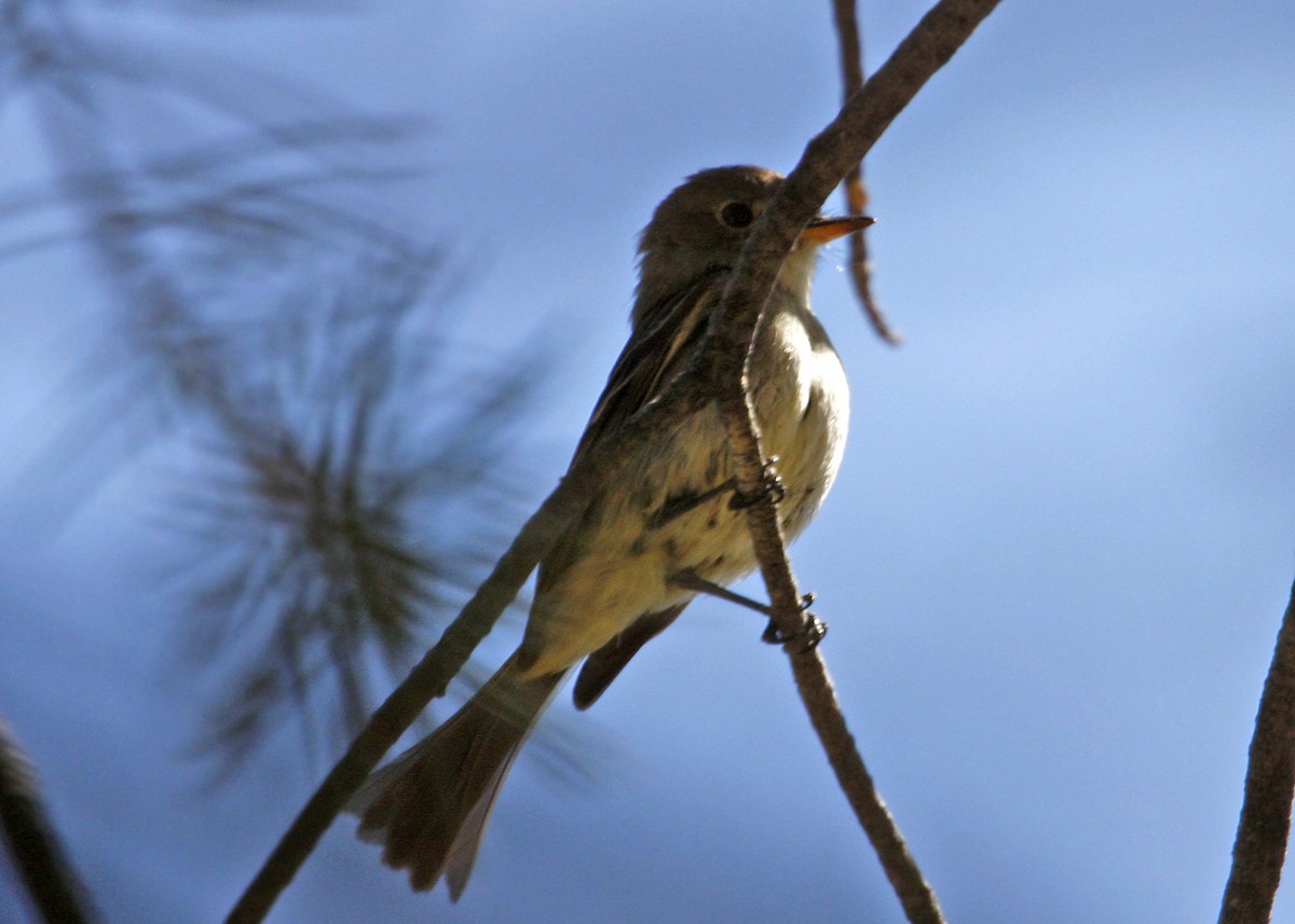 Gray Flycatcher - ML619210347