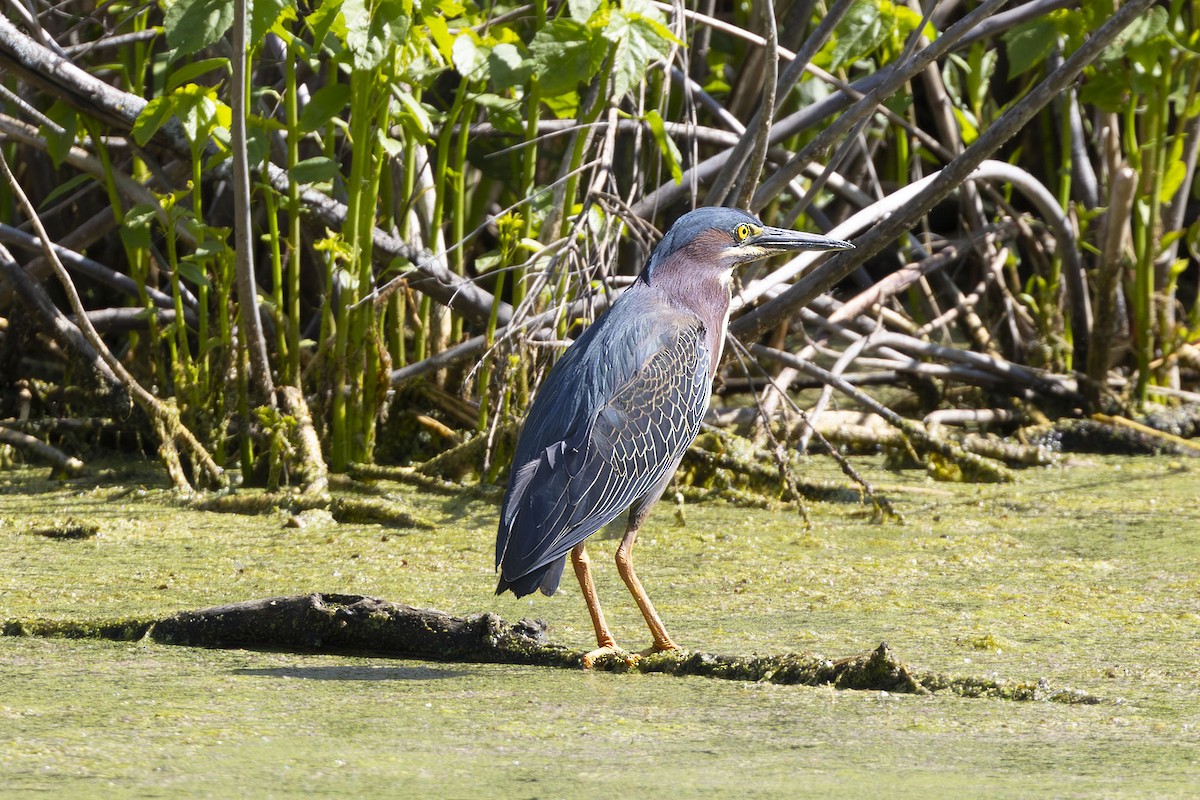 Green Heron - Edith Auchter