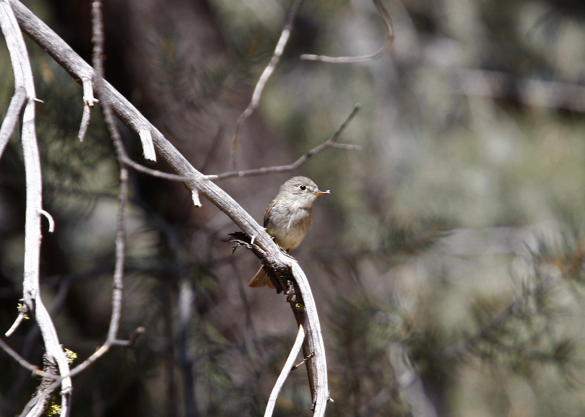 Gray Flycatcher - ML619210352