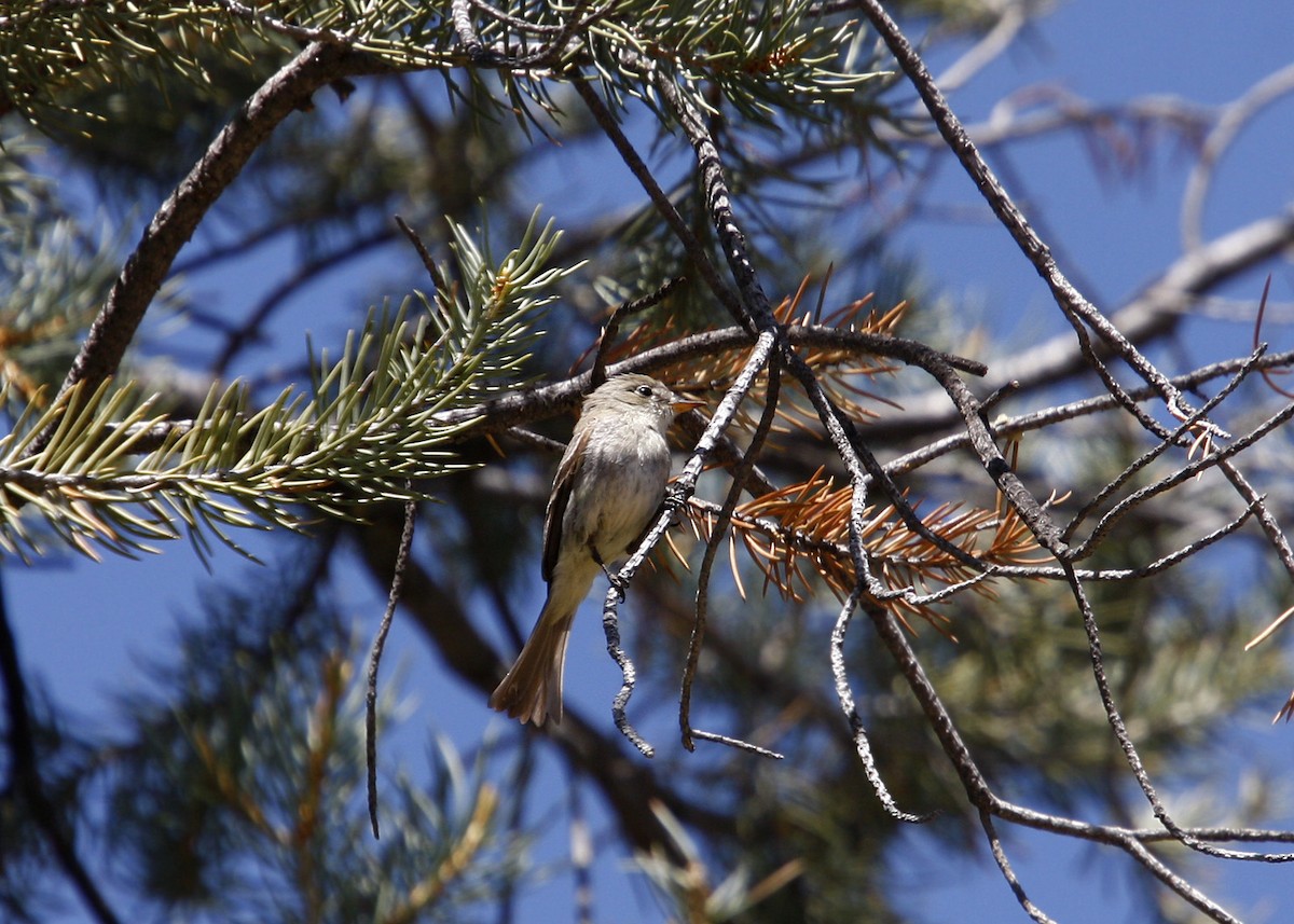 Gray Flycatcher - ML619210354