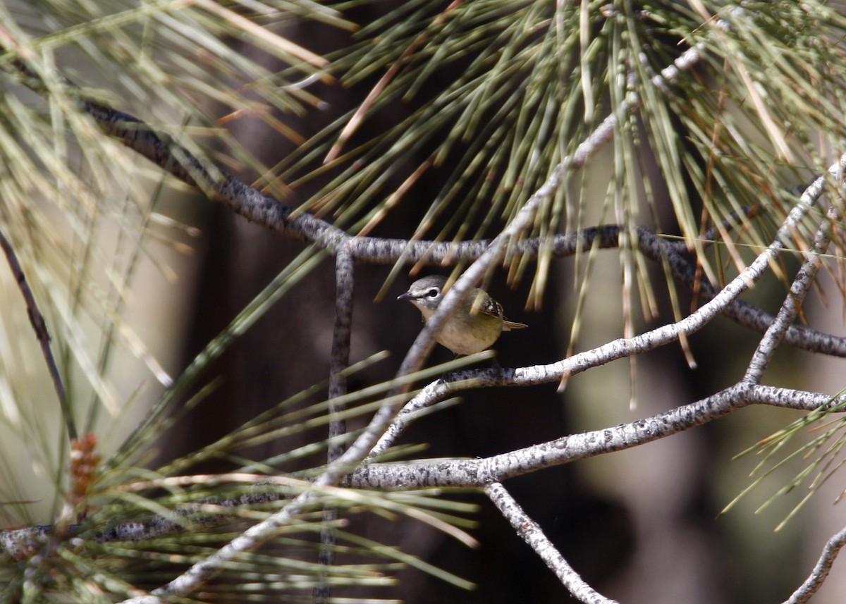 Cassin's Vireo - ML619210358