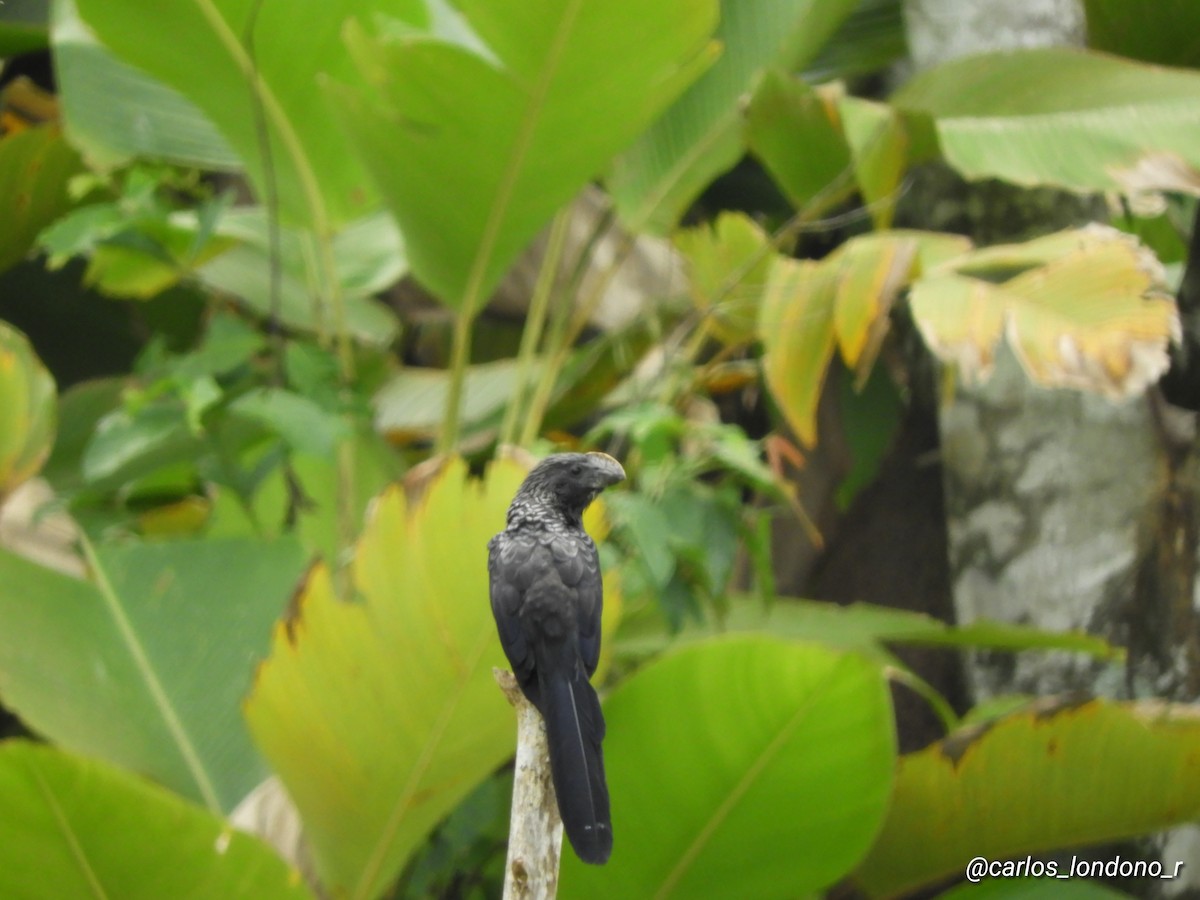 Smooth-billed Ani - Carlos Londoño