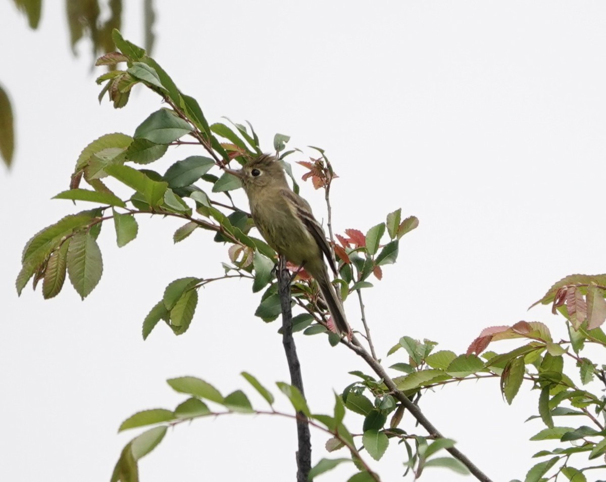 Western Flycatcher - Sylvia Afable