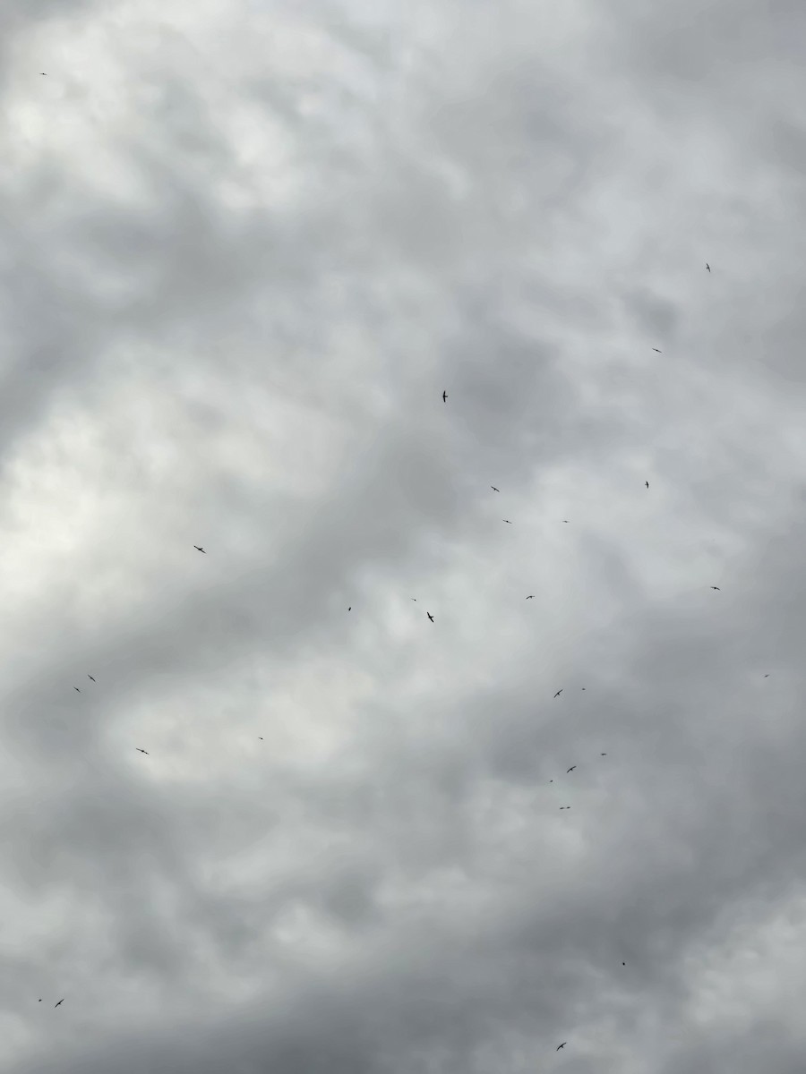 White-collared Swift - Carlos Londoño