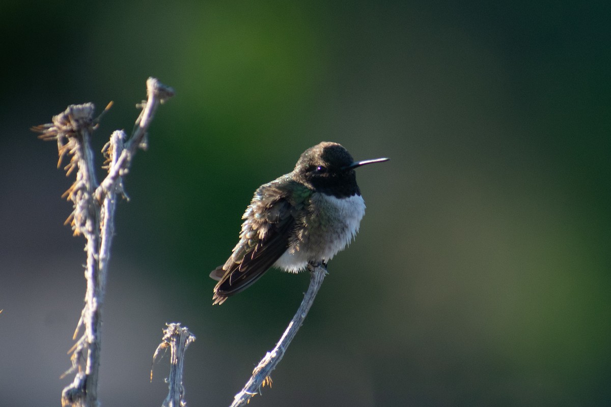 Black-chinned Hummingbird - ML619210383
