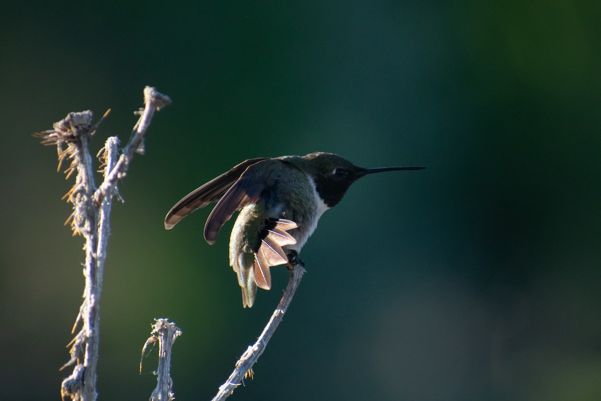 Black-chinned Hummingbird - ML619210386