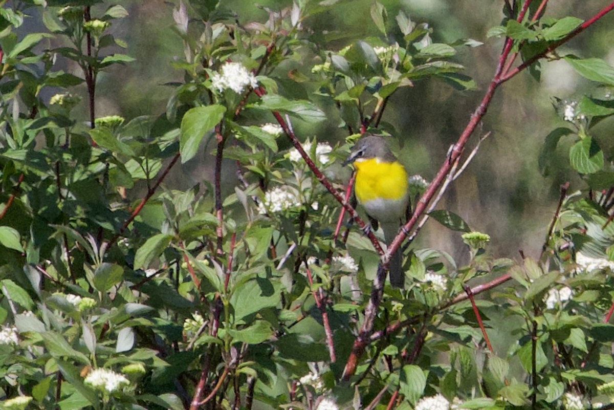 Yellow-breasted Chat - ML619210391