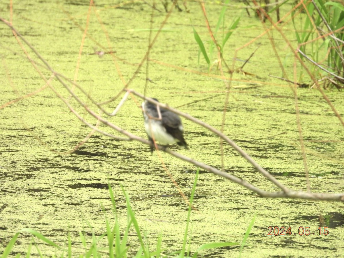 Eastern Kingbird - ML619210420