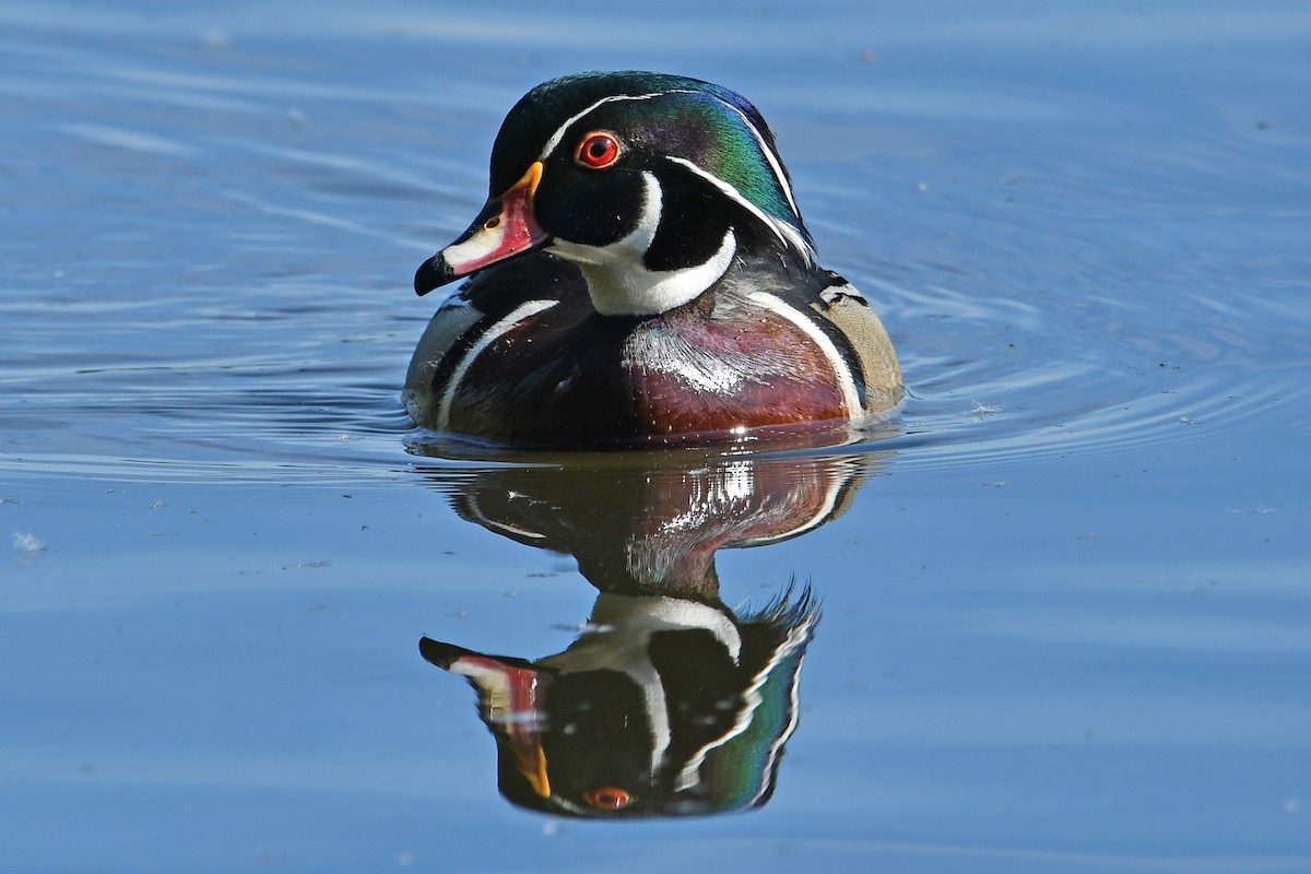 Wood Duck - Steve Hawes