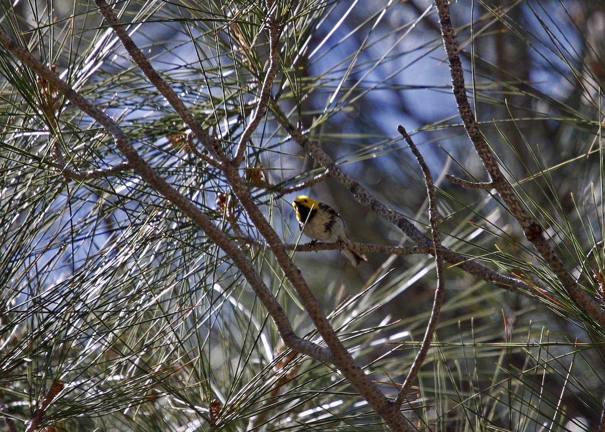 Hermit Warbler - William Clark