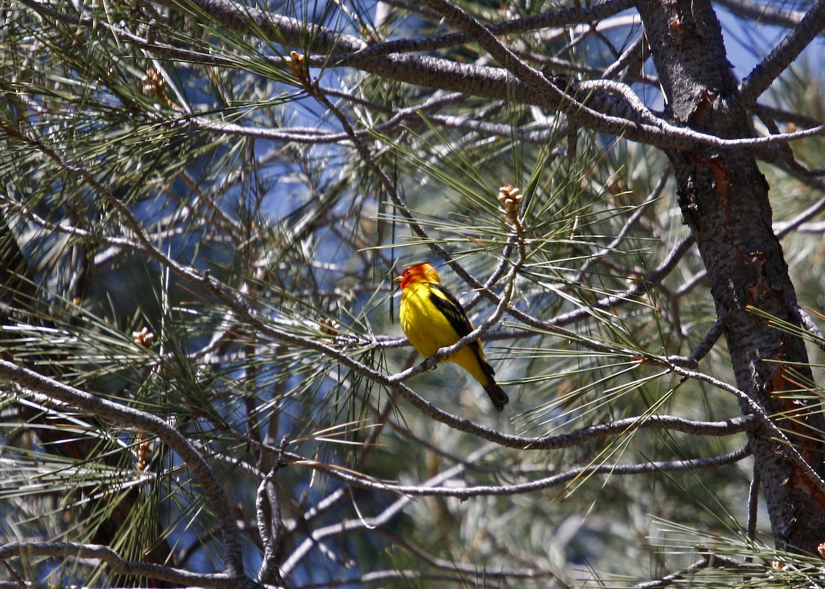 Western Tanager - William Clark