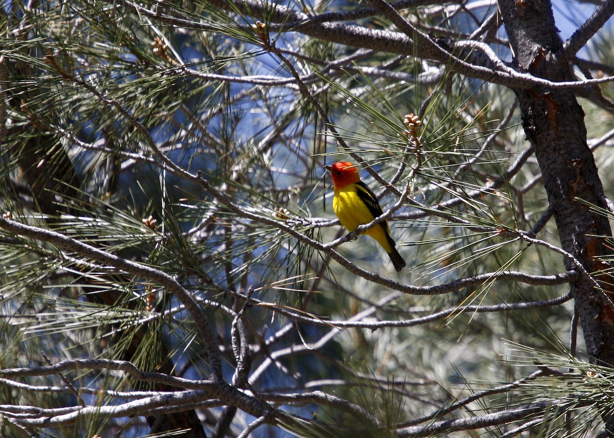 Western Tanager - William Clark