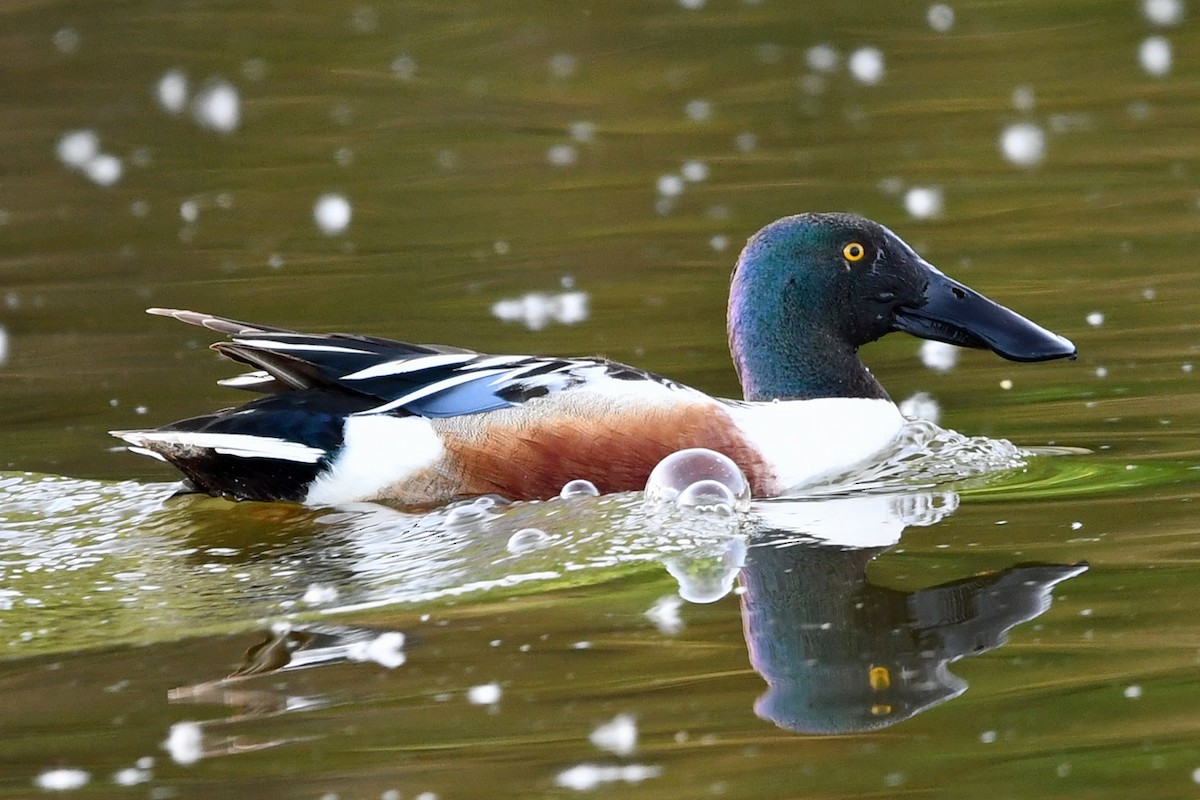 Northern Shoveler - Steve Hawes