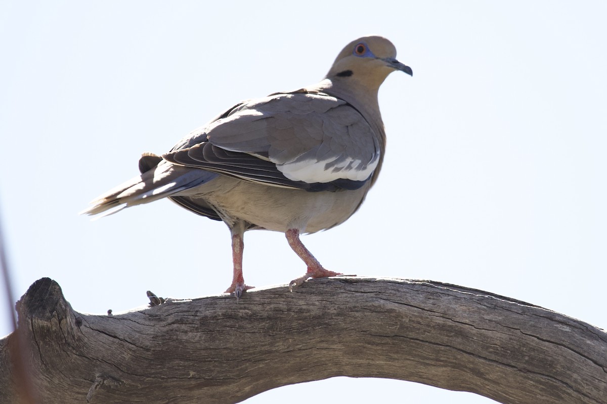 White-winged Dove - Robert Snider