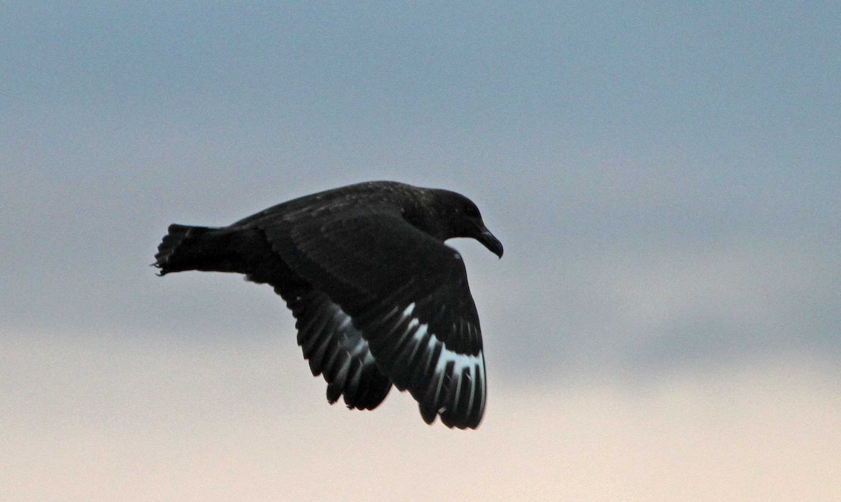 Brown Skua - Mel Mitchell