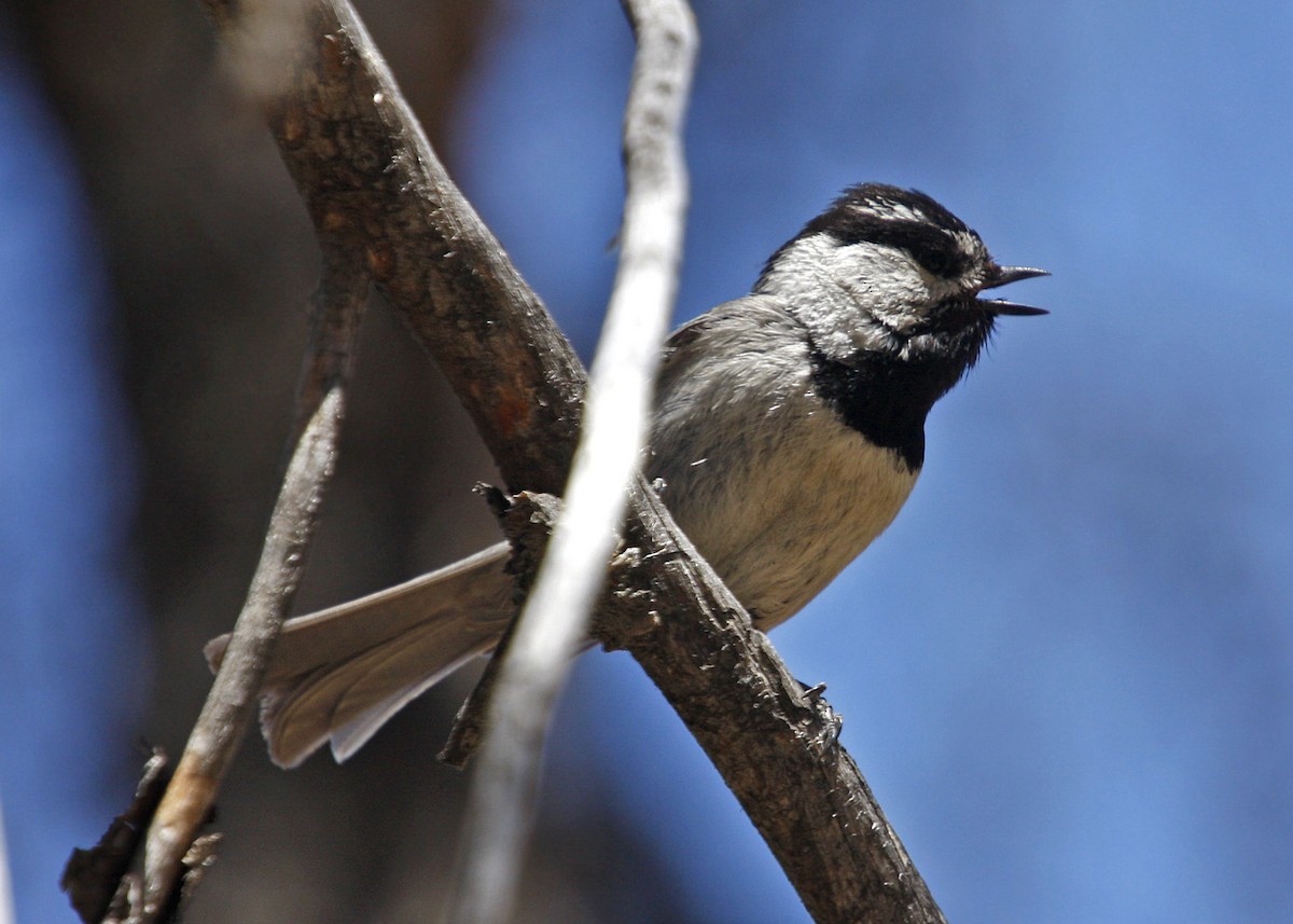 Mountain Chickadee - ML619210439