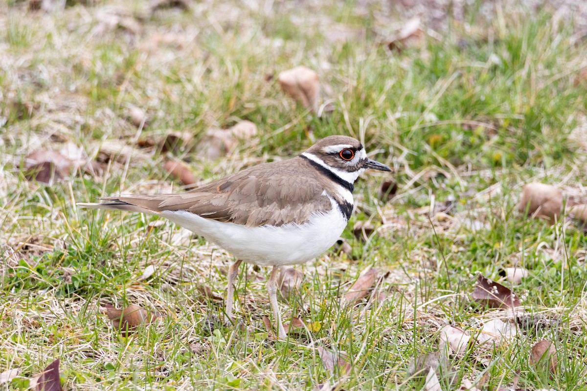 Killdeer - Yifei Ma