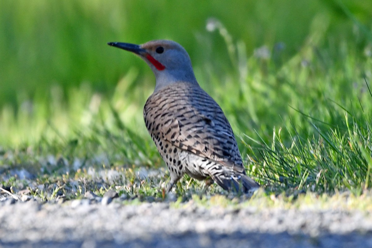 Northern Flicker - Steve Hawes